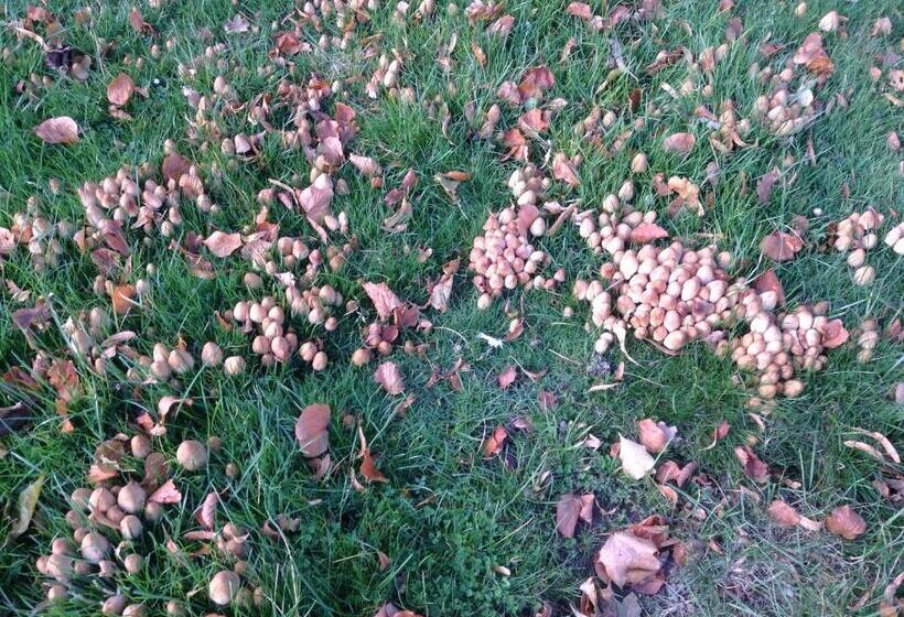 הוסטל Nykøbing Falster Vandrehjem