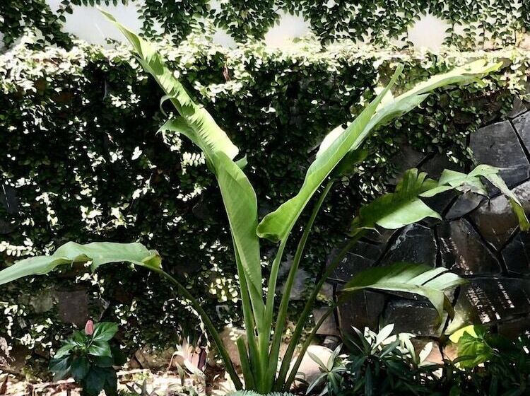 هاستل Hoi An Sunny Garden