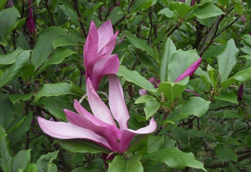 Bed And Breakfast Birkerod