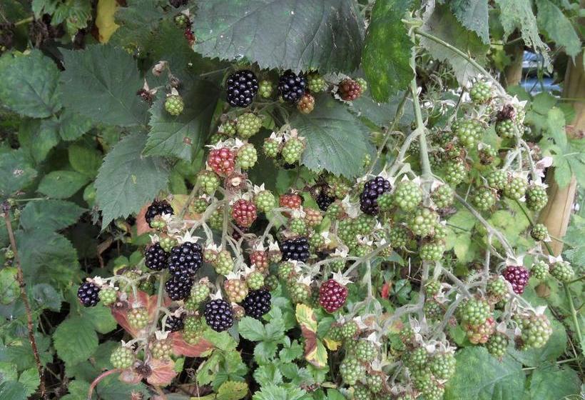 Bed And Breakfast Birkerod