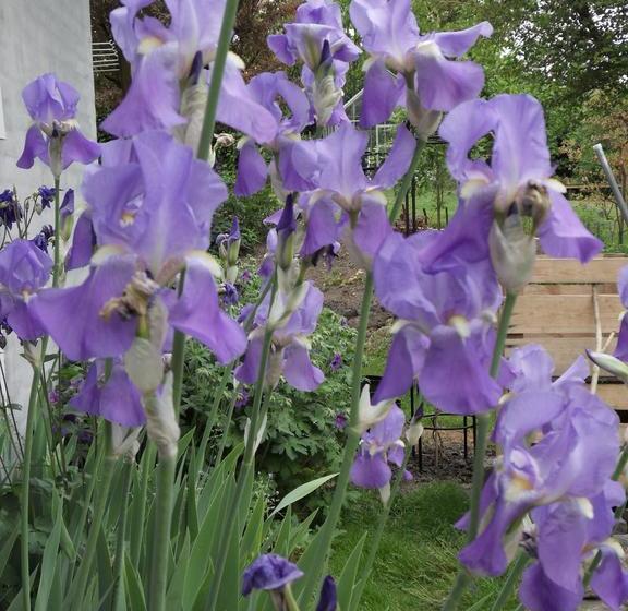 Bed And Breakfast Birkerod