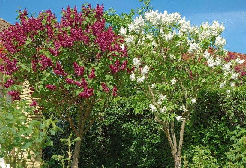 צימר Rosehouse Hillerød Bed And Kitchen