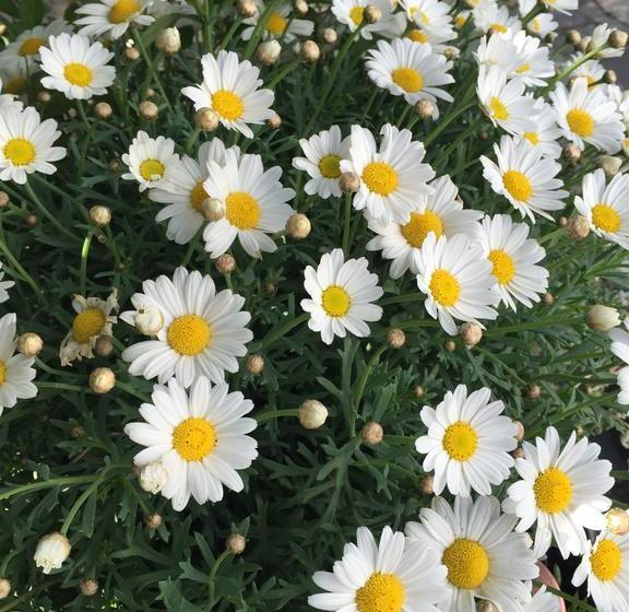 Vejle Golf Bed & Breakfast