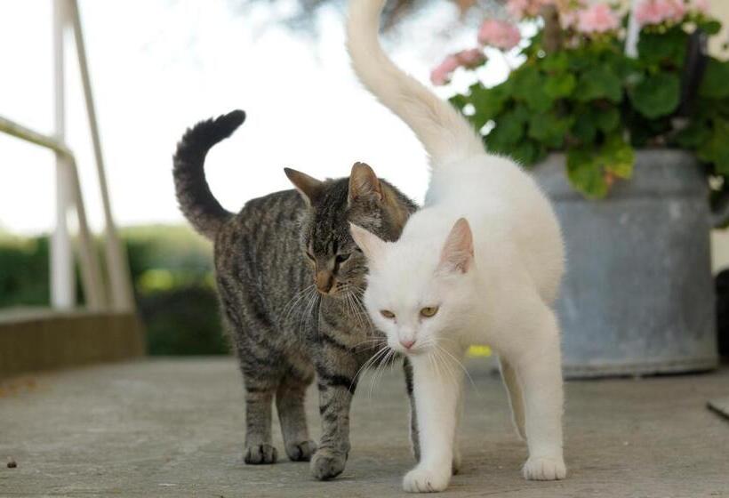 تختخواب و صبحانه Tiendegaarden Møns Klint