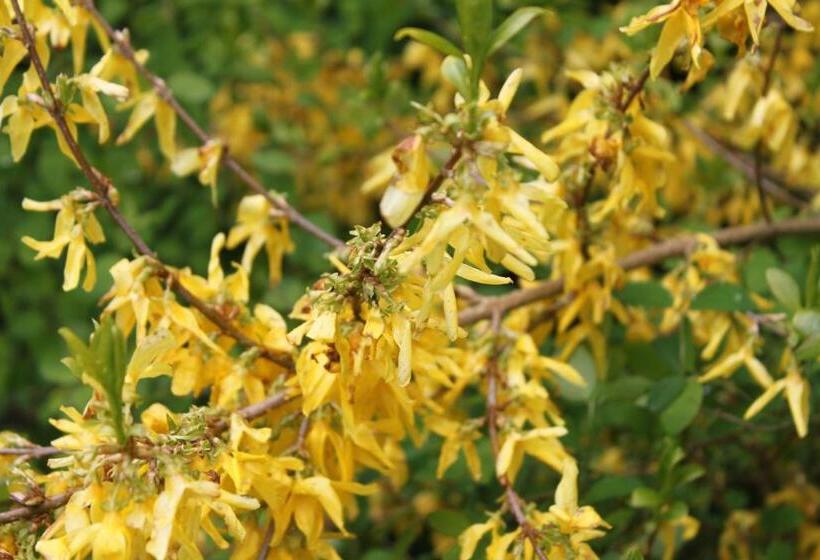 Borup Bed & Breakfast