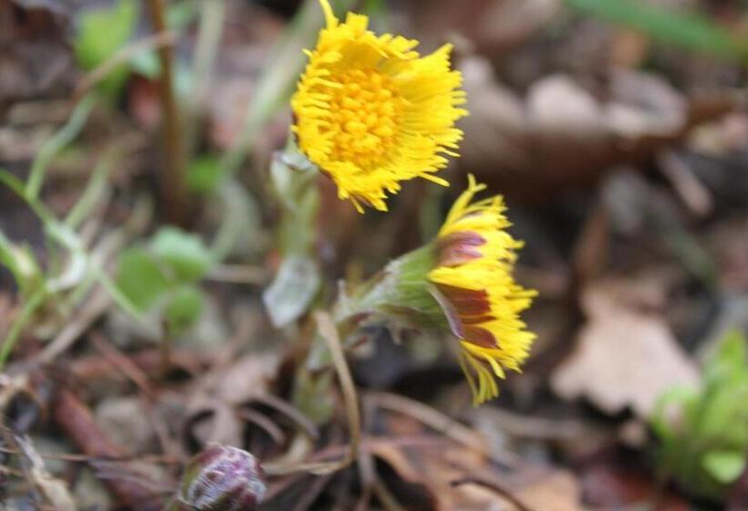 Borup Bed & Breakfast