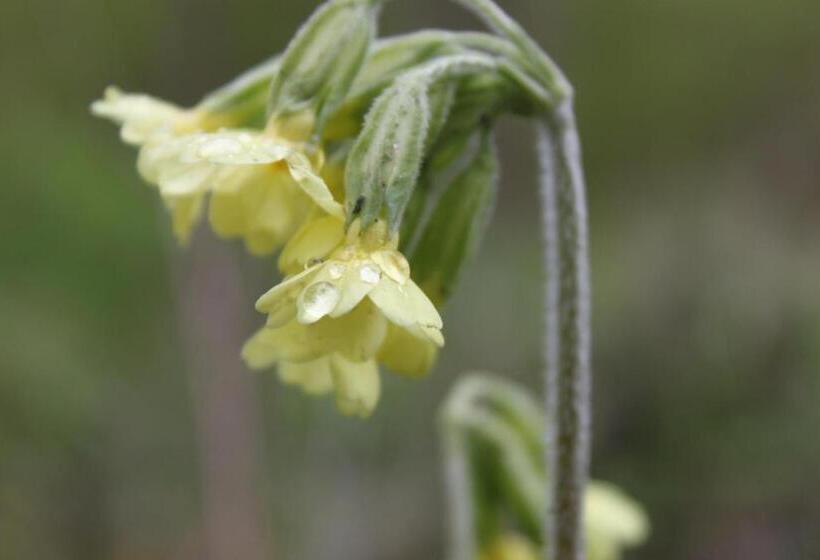 Borup Bed & Breakfast