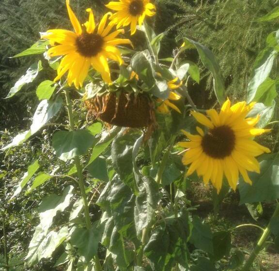 Give Bed & Breakfast