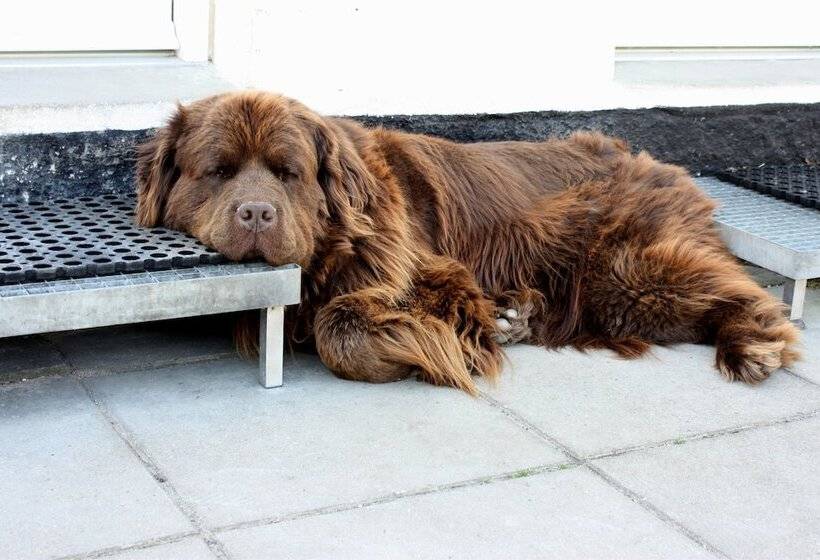 Holmehuset Bed & Breakfast