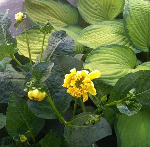 בית מלון כפרי Det Lille