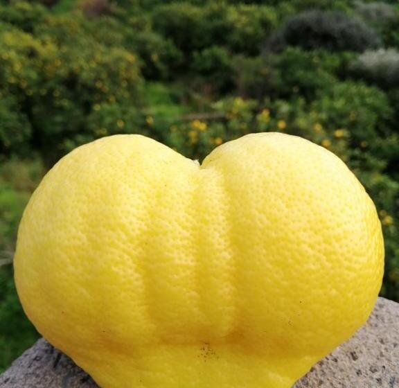 בית מלון כפרי Il Limoneto Acireale