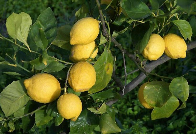 בית מלון כפרי Il Limoneto Acireale