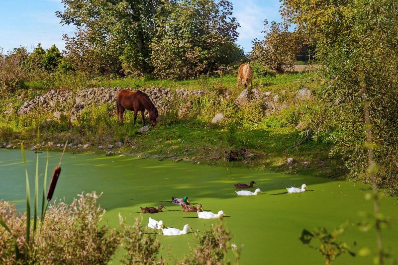 Bed and Breakfast Skortskær Bondegårdsferie