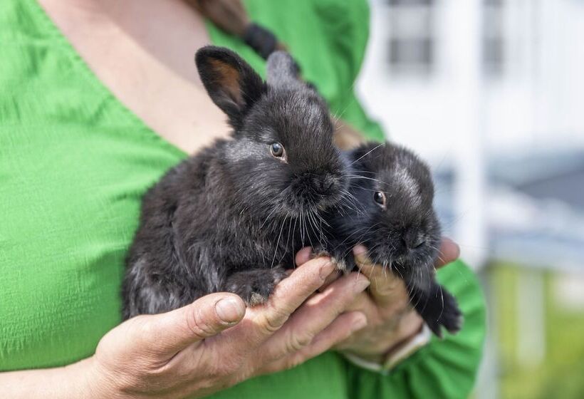 住宿加早餐  Skortskær Bondegårdsferie
