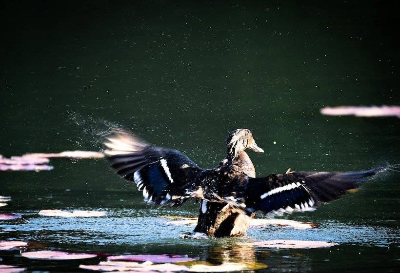 בית מלון כפרי Bambuu Lakeside Lodge