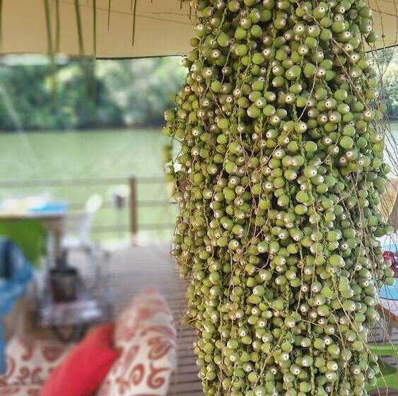 בית מלון כפרי Bambuu Lakeside Lodge