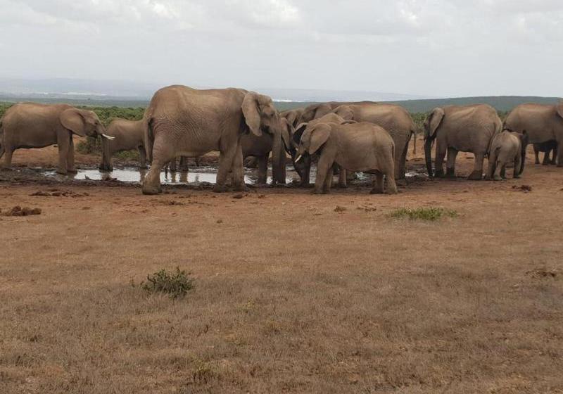 Отель Charihandra Game Lodge