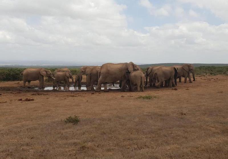 Отель Charihandra Game Lodge