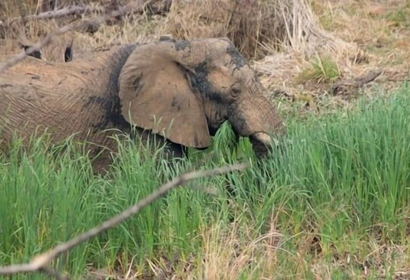 בית מלון כפרי Foreva Wild