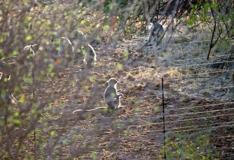 בית מלון כפרי Foreva Wild