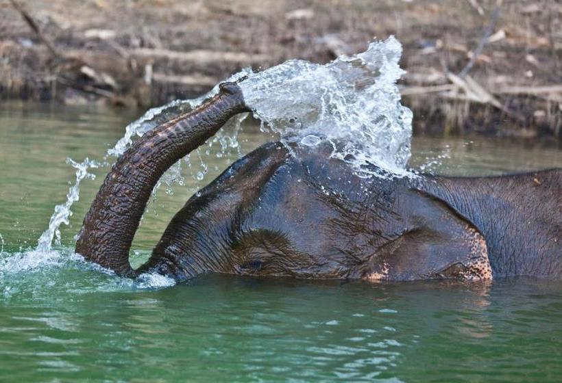 Khao Sok Riverfront Resort