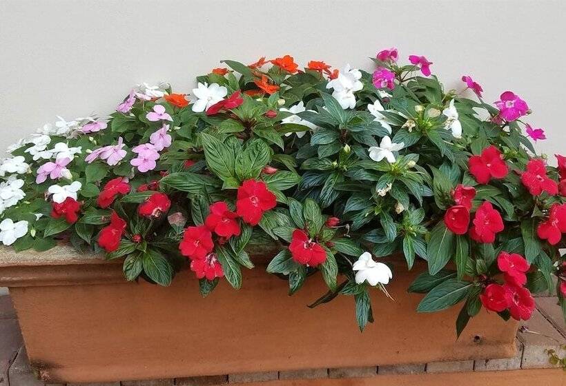 פנסיון Ocean Park Guest House