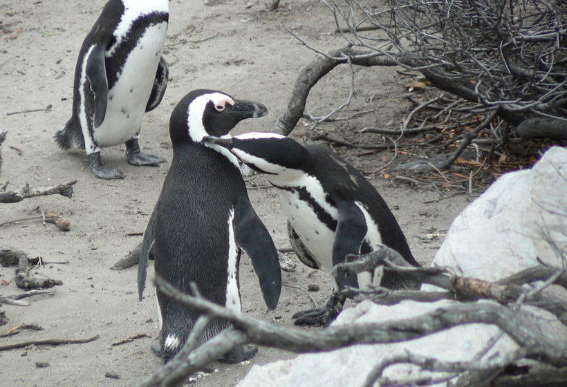 פנסיון Van Den Berg S Guesthouse