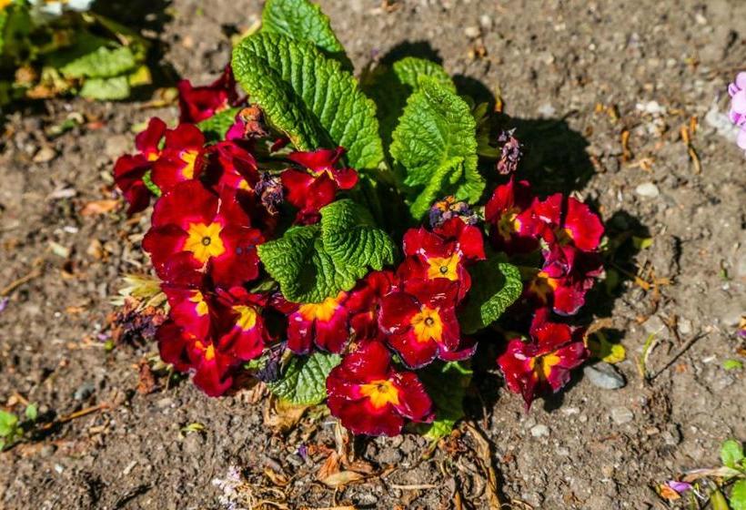 בית מלון כפרי Lacolet