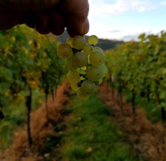 ホテル Weingut Tiliahof