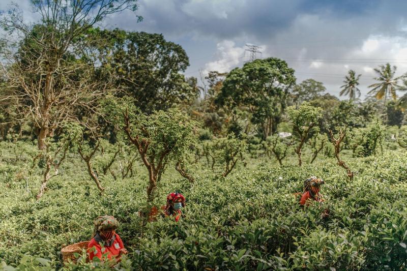 בית מלון כפרי Weligama Bay Marriott Resort & Spa