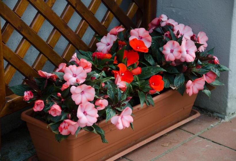 مبيت وإفطار La Coccinella