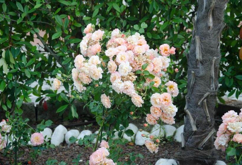 צימר La Coccinella