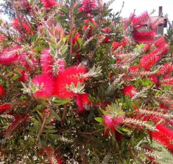 צימר Rudy Arenaile