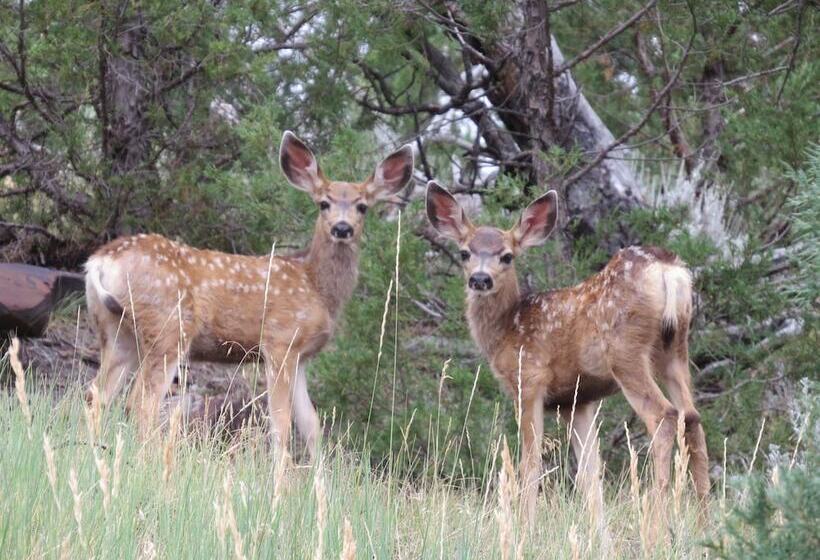 Мотель The Pines Country Inn