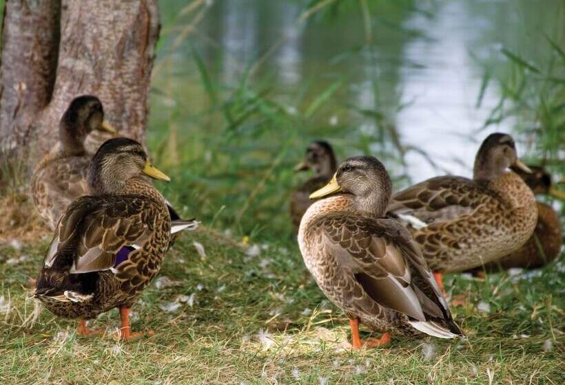 בית מלון כפרי Club Wyndham Tamarack