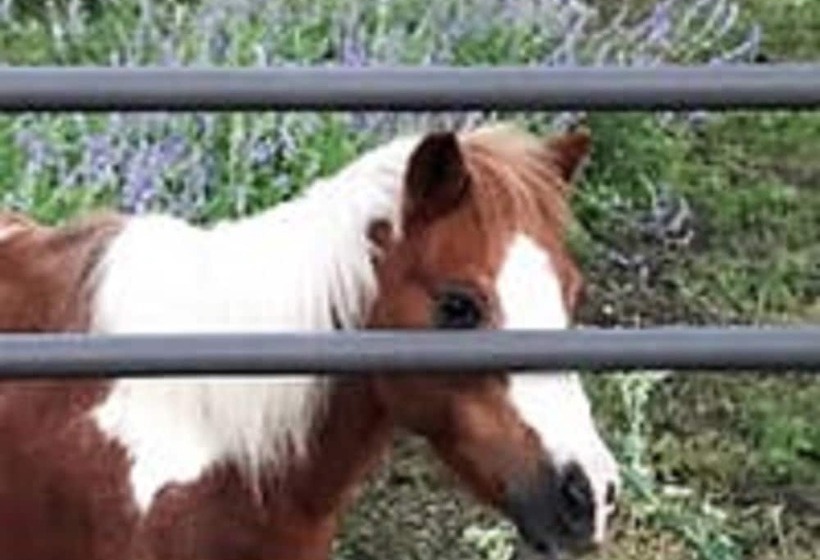צימר City On A Hill At Spring Creek