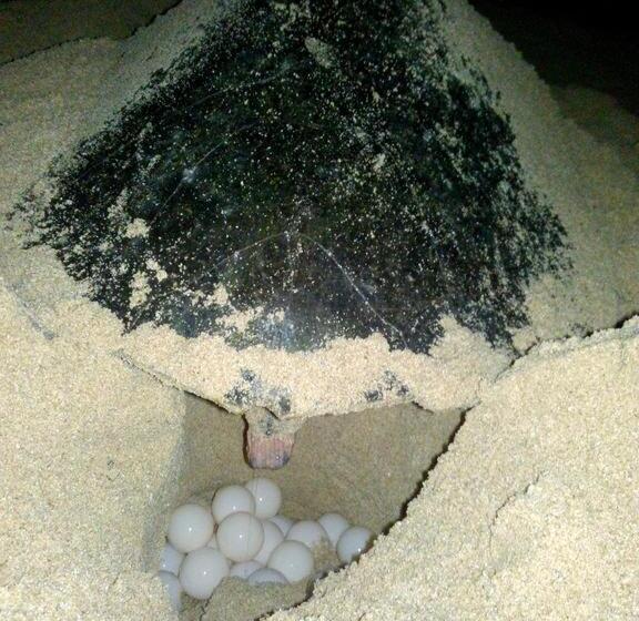 ベッドアンドブレックファースト Sunset Surfing Beach Resort