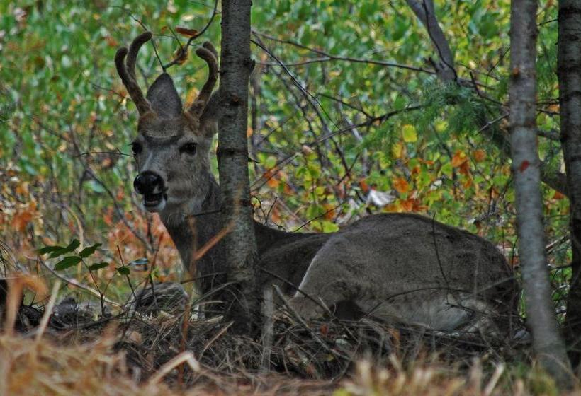 Cashmere Mountain Bed & Breakfast