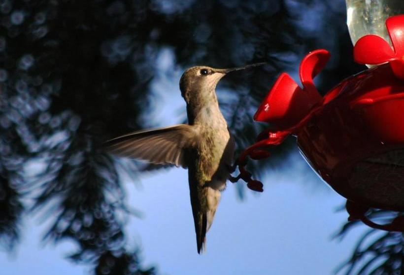 Cashmere Mountain Bed & Breakfast