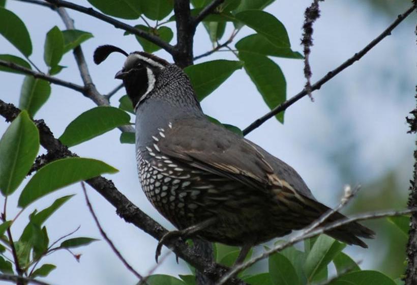 Cashmere Mountain Bed & Breakfast