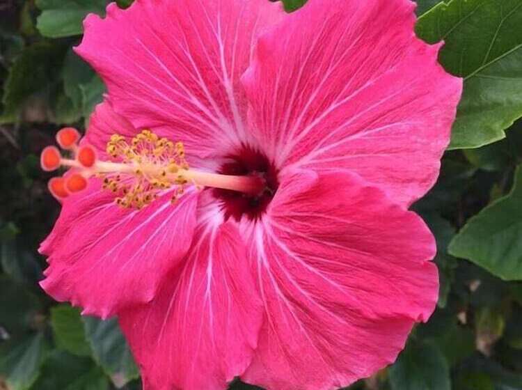 فندق على الطريق Flamingo Inn