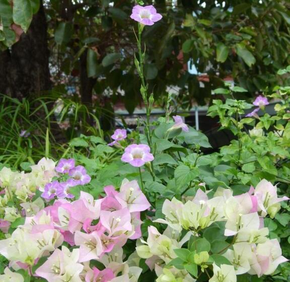 مبيت وإفطار Ban Boonchu