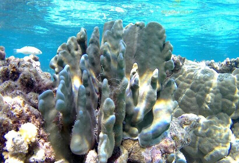 تختخواب و صبحانه Beach Villa Ukulhas