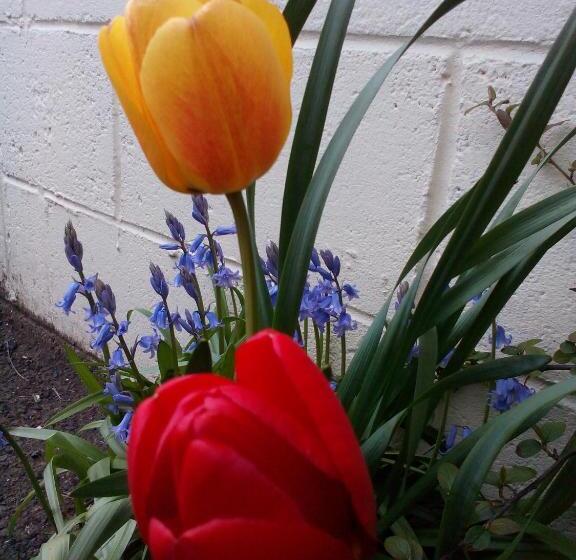 Broomfield House Bed And Breakfast