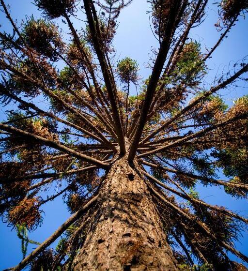ベッドアンドブレックファースト Haiku Cabañas Panorámicas