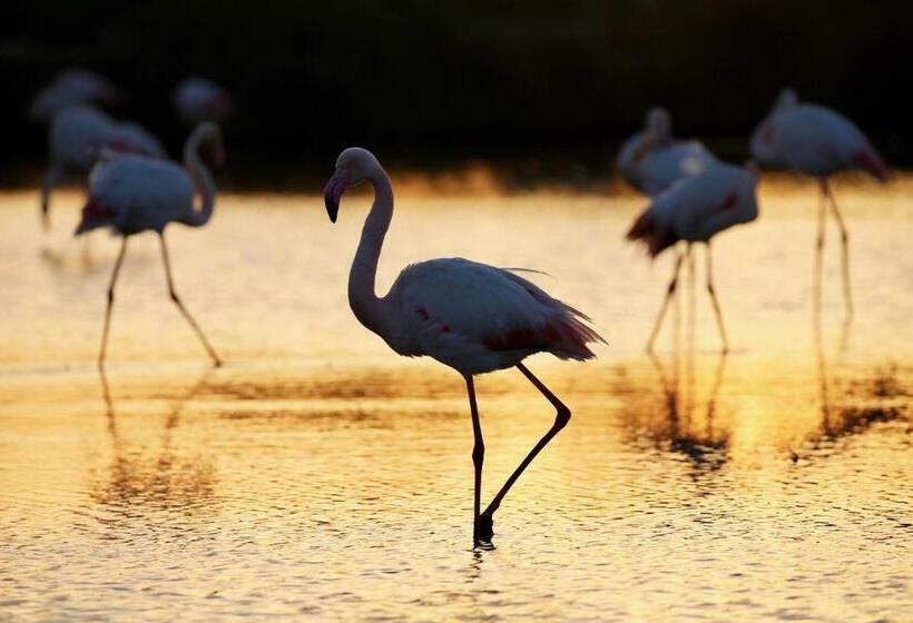 בית מלון כפרי Le Méditérranée