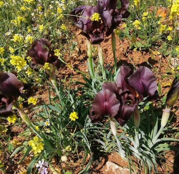 پانسیون Beni Hamida Tourist Restaurant