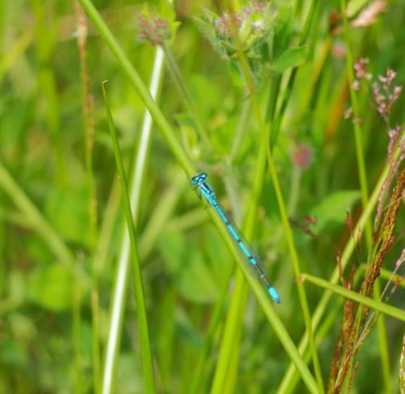 ベッドアンドブレックファースト Chambre D Hôtes De L île