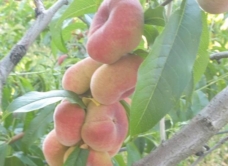 住宿加早餐  Masseria Novelli