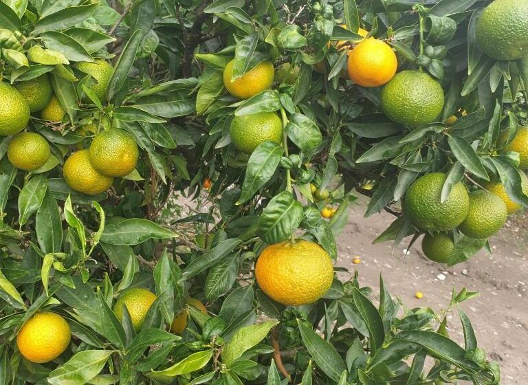 住宿加早餐  Masseria Novelli